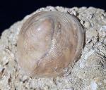 Velates perversus (GMELIN 1791) - Bild &copy; FossNet FossilienStore